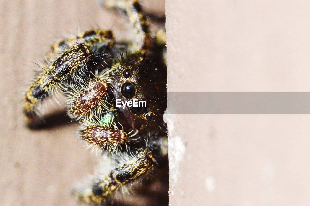 CLOSE-UP OF SPIDER ON WALL