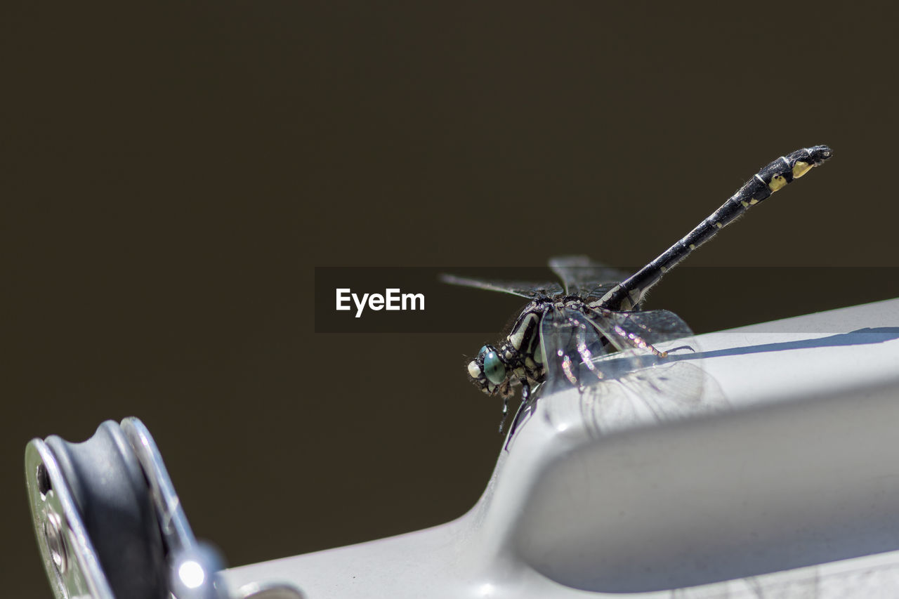 CLOSE-UP OF INSECT ON LEAF