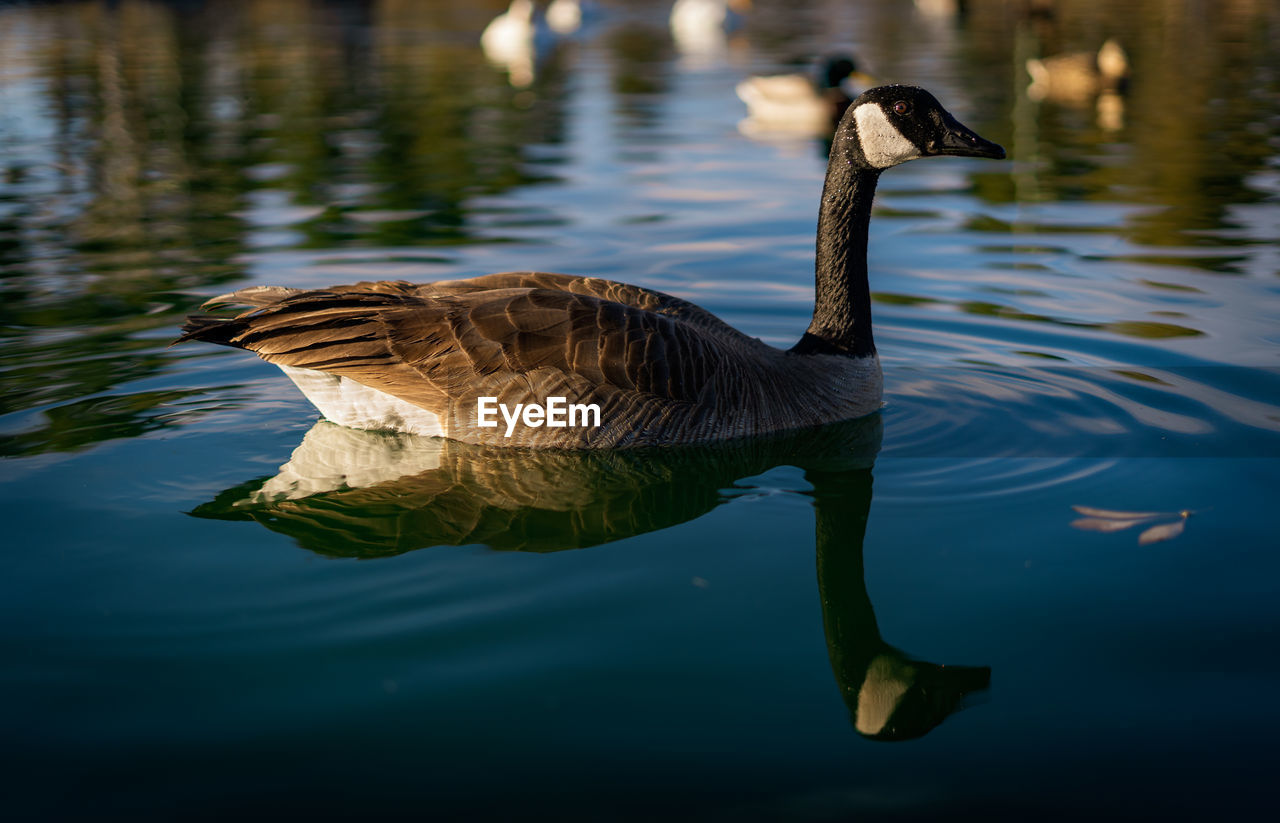 Duck swimming in lake