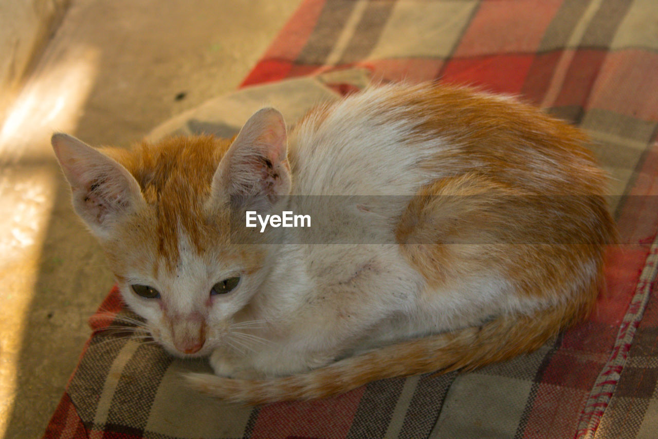 High angle view of cat resting