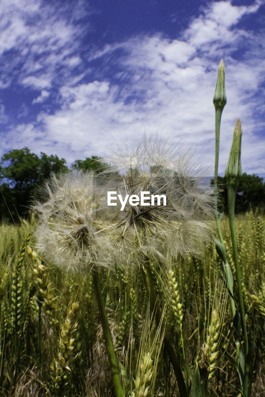 Close-up of dandelion growing in field against sky