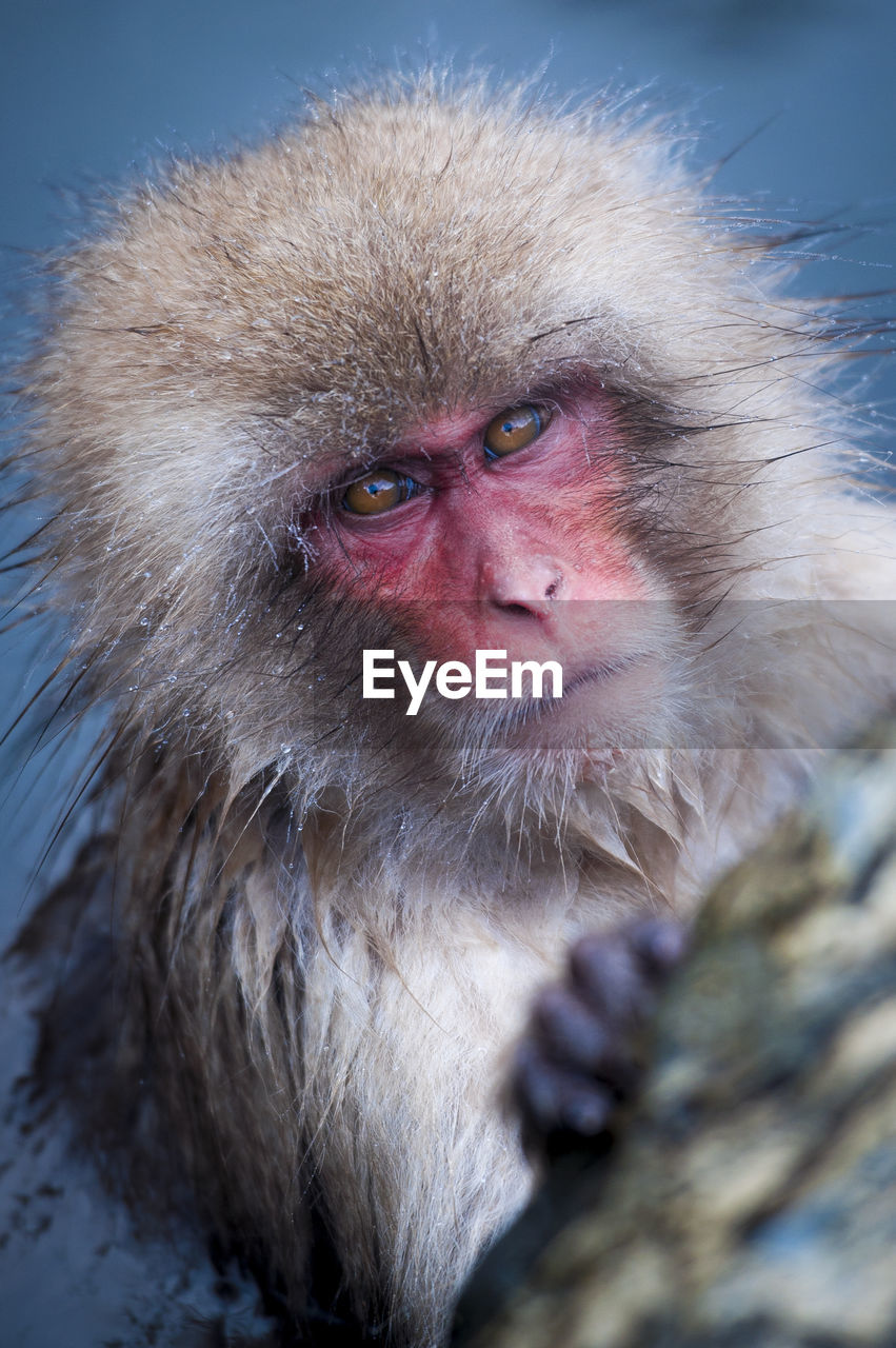 Portrait of japanese macaque in hot spring