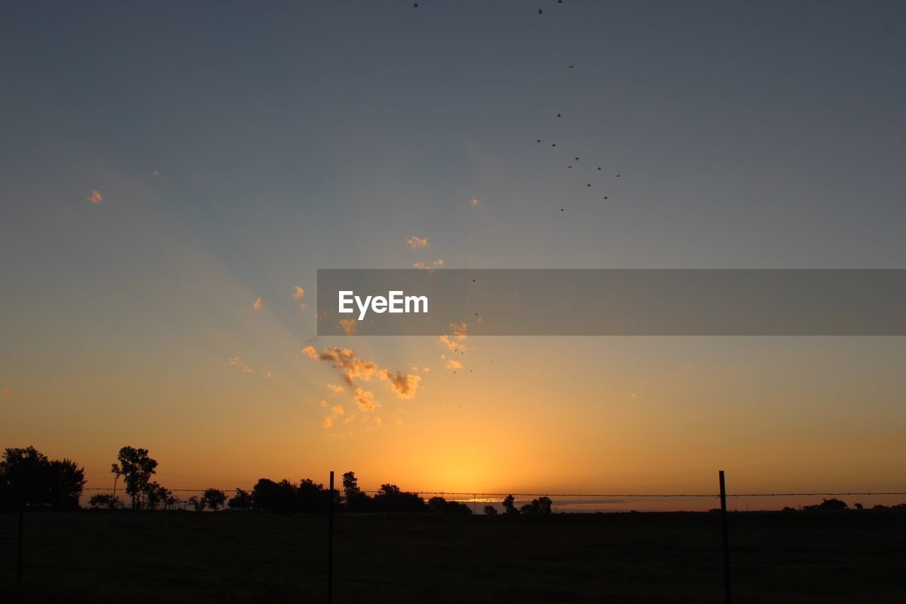 Silhouette of birds flying over field