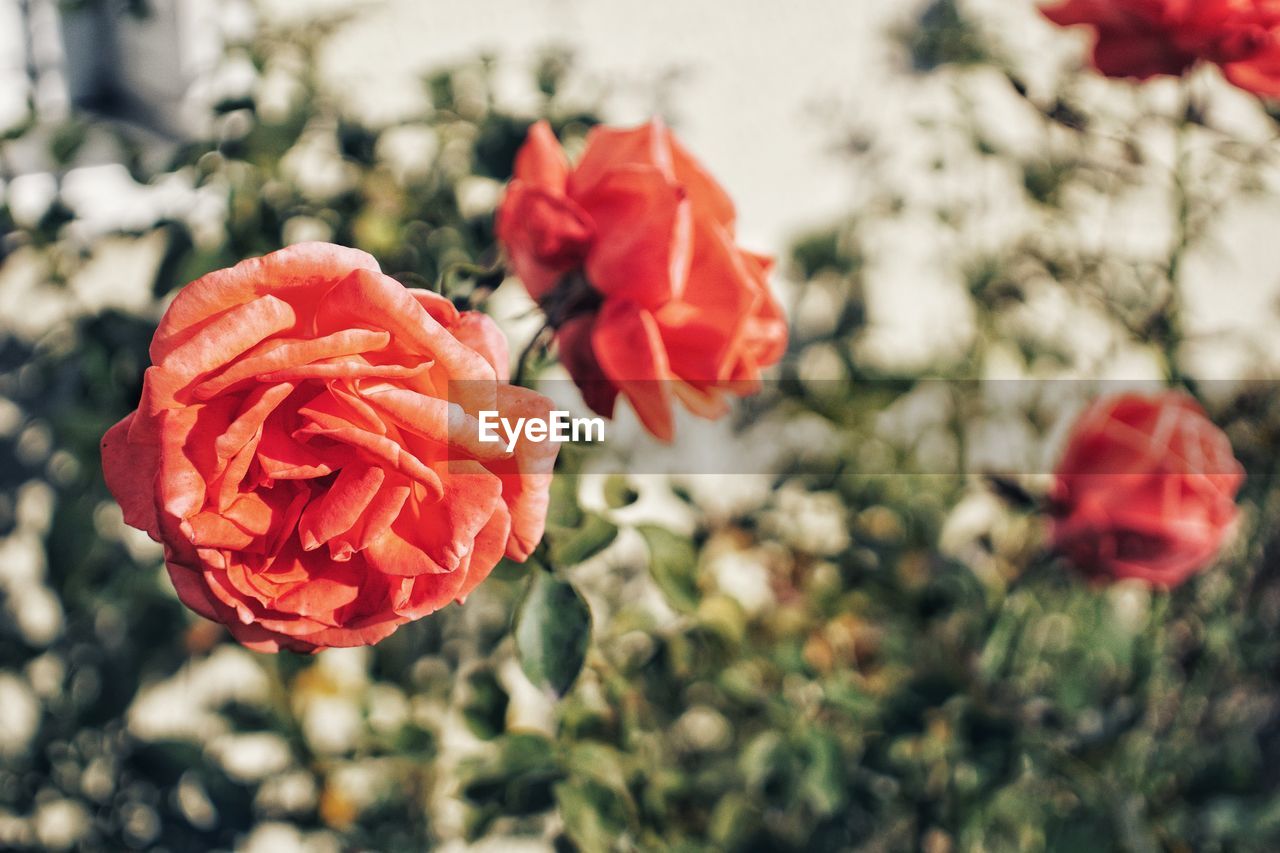 Close-up of red rose against blurred background