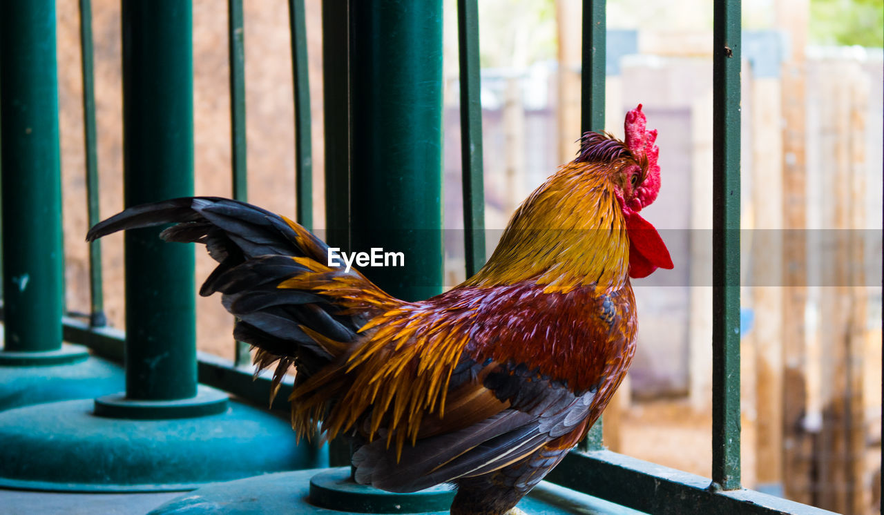 Rooster by fence 