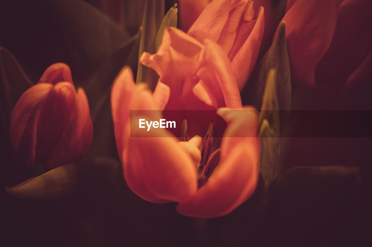 Tulips - tulpen - blumen - flowers