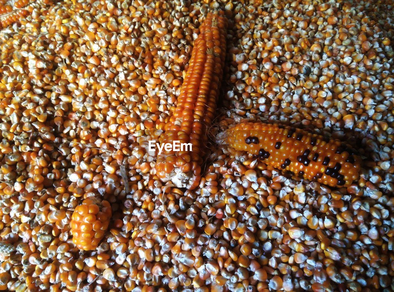 High angle view of sweetcorn