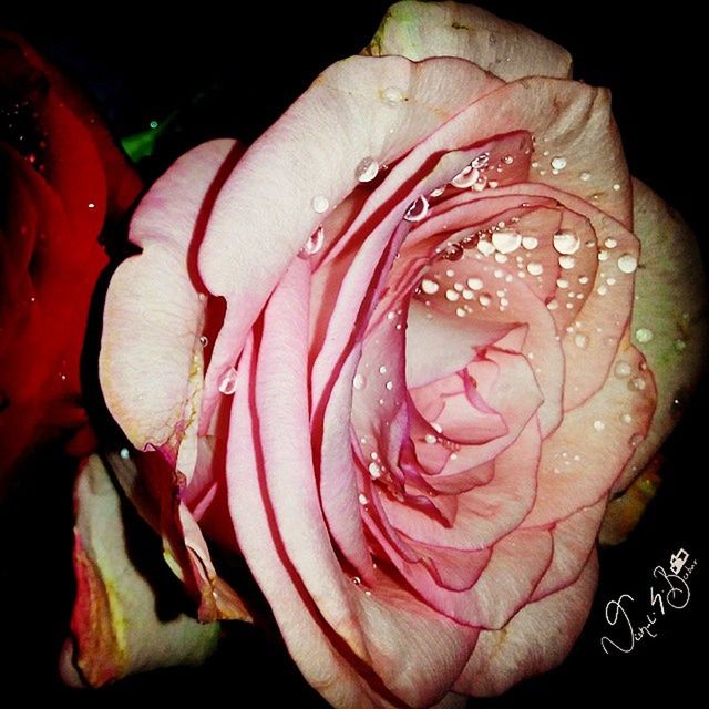 CLOSE-UP OF ROSE