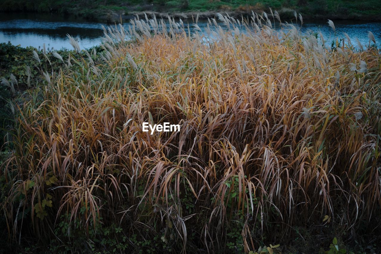 CLOSE-UP OF PLANTS IN FIELD