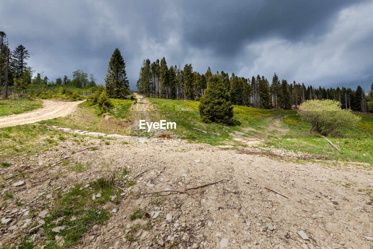 cloud, sky, tree, plant, environment, landscape, land, wilderness, forest, coniferous tree, pinaceae, mountain, nature, scenics - nature, ridge, pine woodland, pine tree, beauty in nature, trail, non-urban scene, no people, travel, overcast, travel destinations, grass, mountain range, woodland, plateau, tranquility, outdoors, activity, tranquil scene, tourism, footpath, soil, dirt, cloudscape, dramatic sky, road, evergreen tree