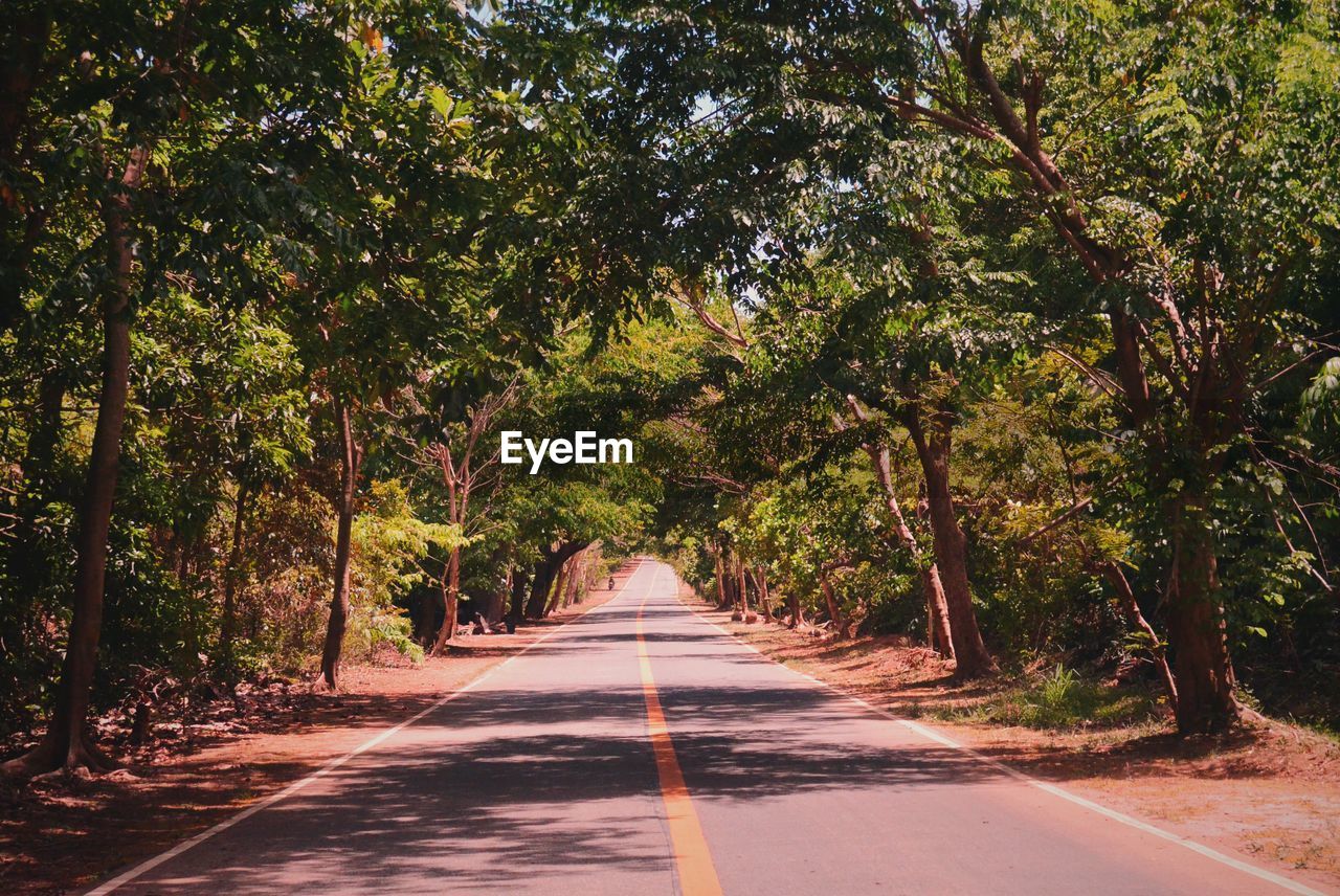 Road amidst trees