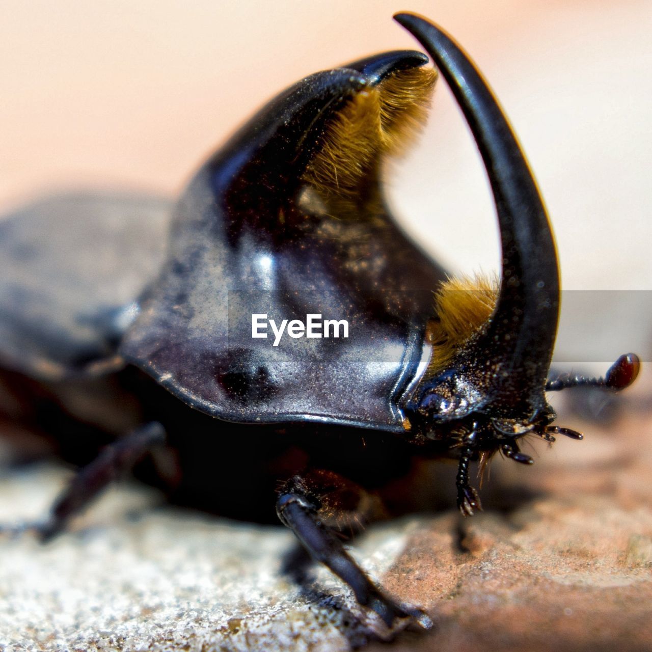 CLOSE-UP OF INSECT IN A BLURRED BACKGROUND