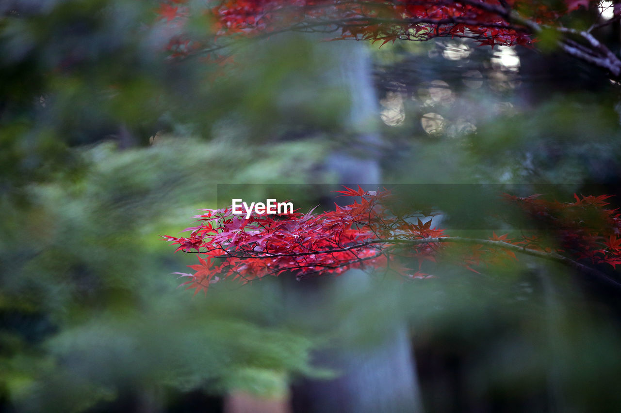 RED MAPLE LEAF ON TREE