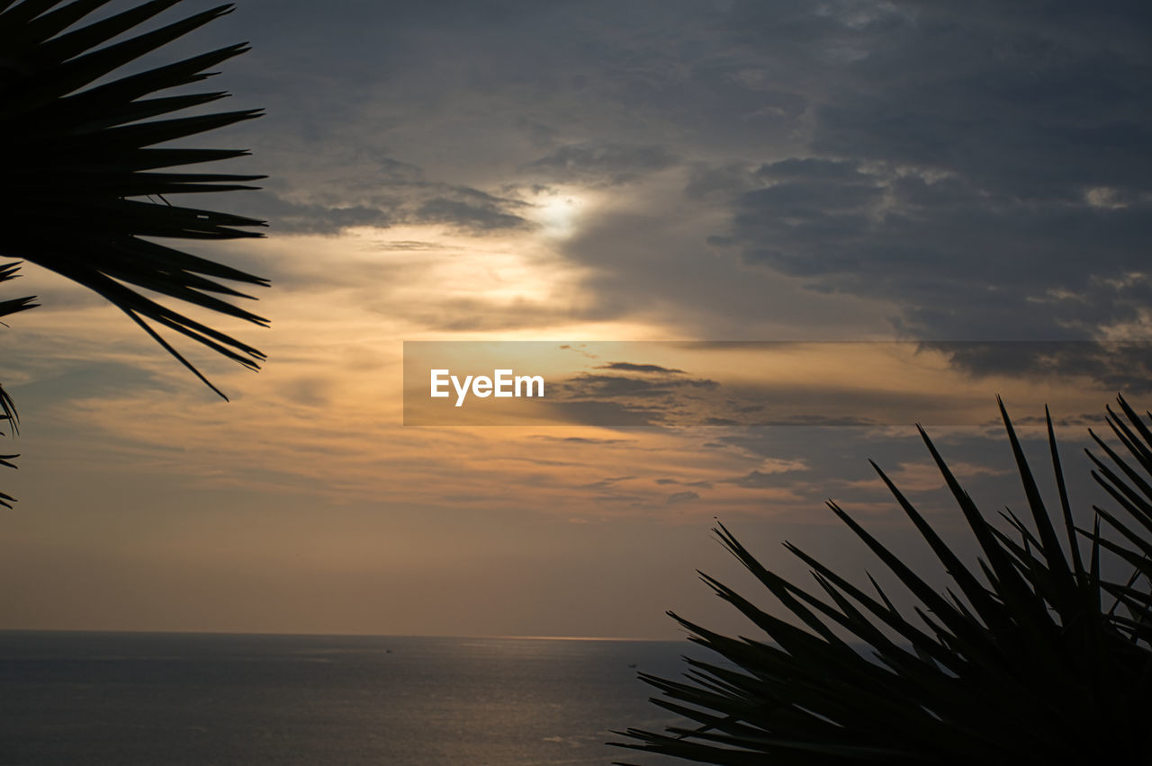 SILHOUETTE PALM TREE BY SEA AGAINST SKY