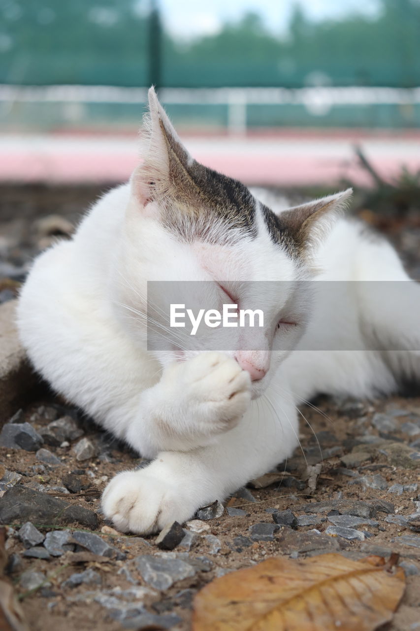 CLOSE-UP OF A SLEEPING CAT