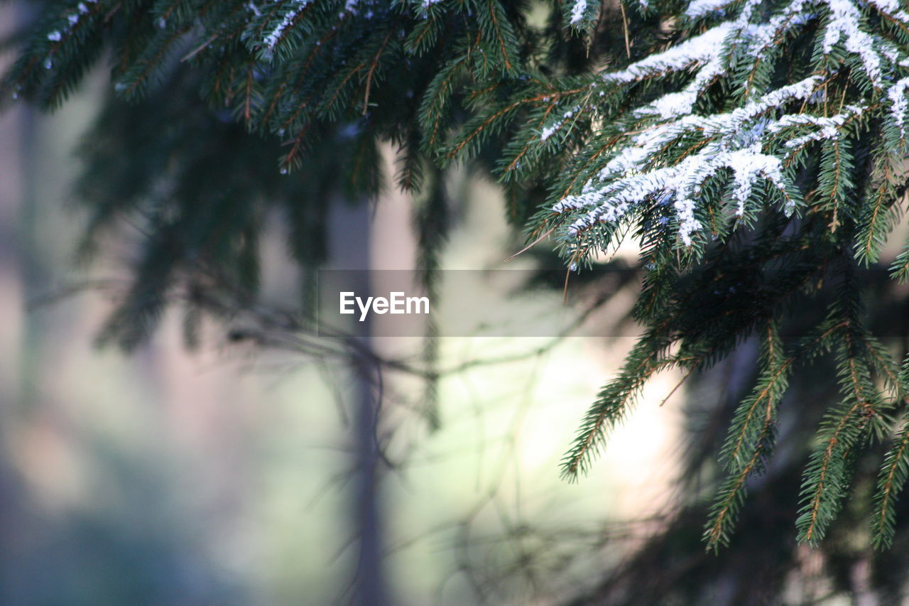 Close-up of snow on pine tree during winter