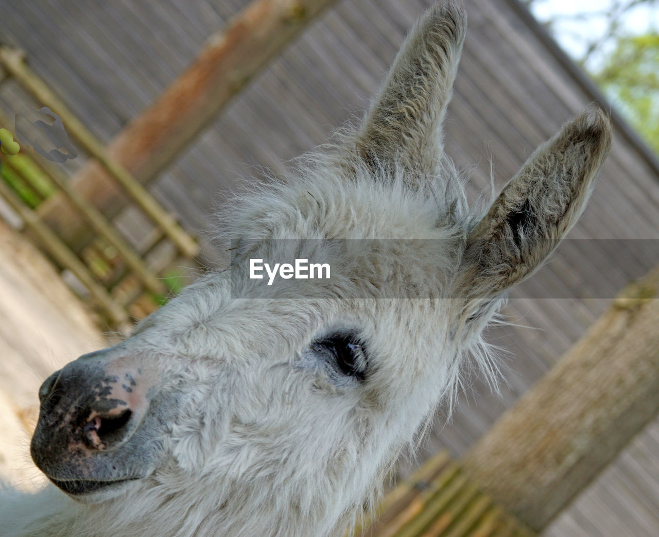 CLOSE-UP PORTRAIT OF AN ANIMAL