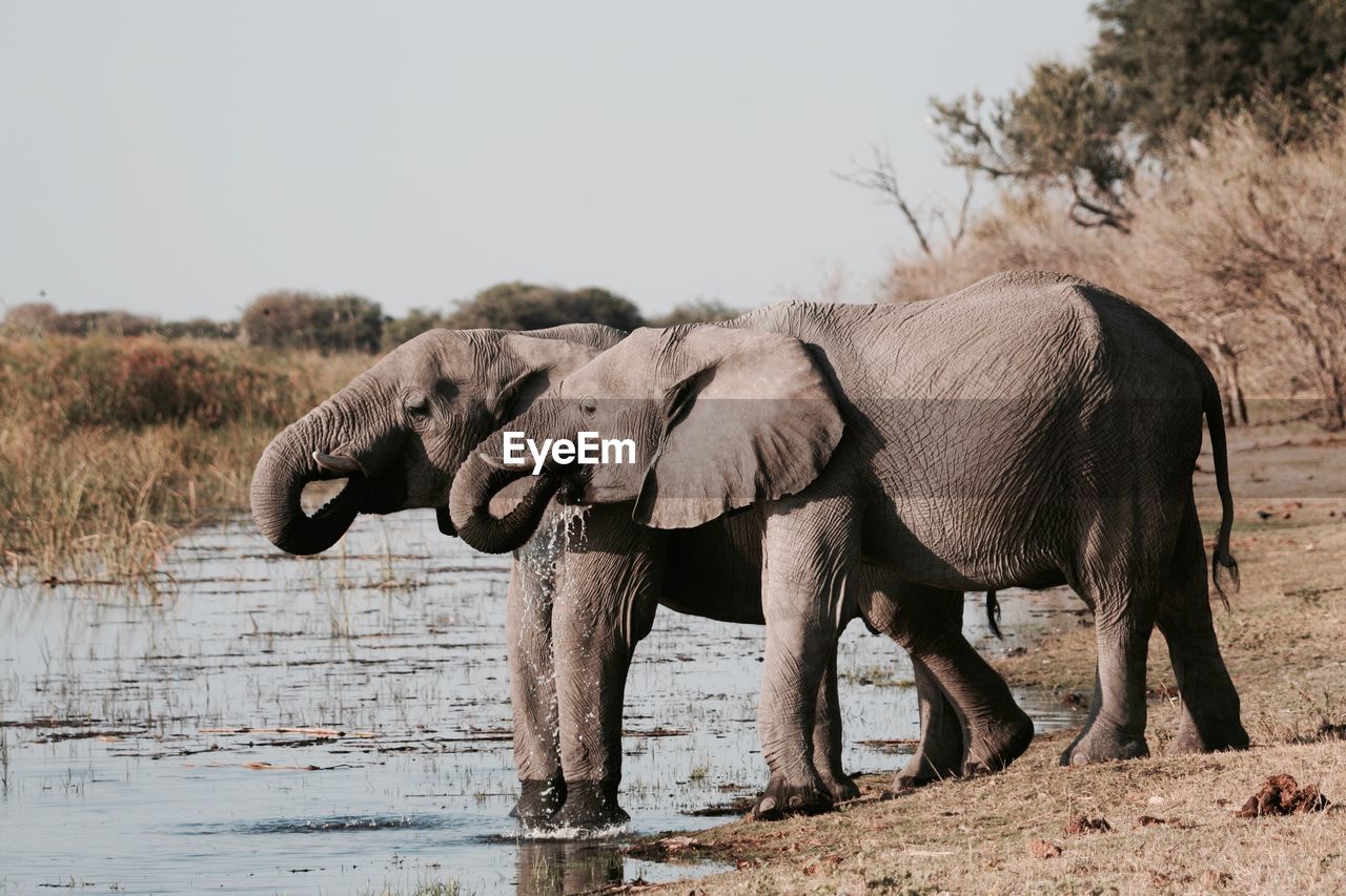 VIEW OF ELEPHANT IN LAKE