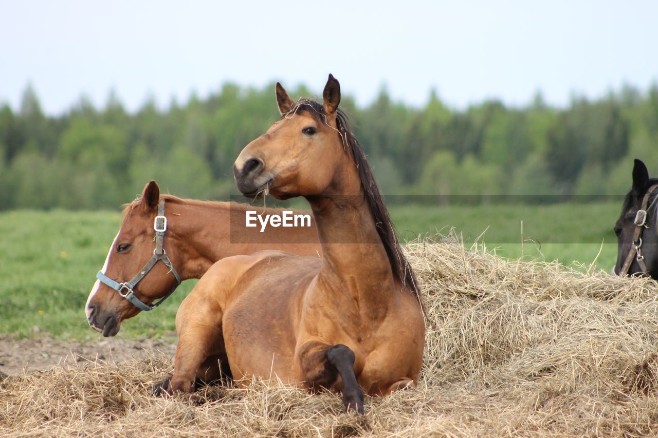 Horses on field against sky