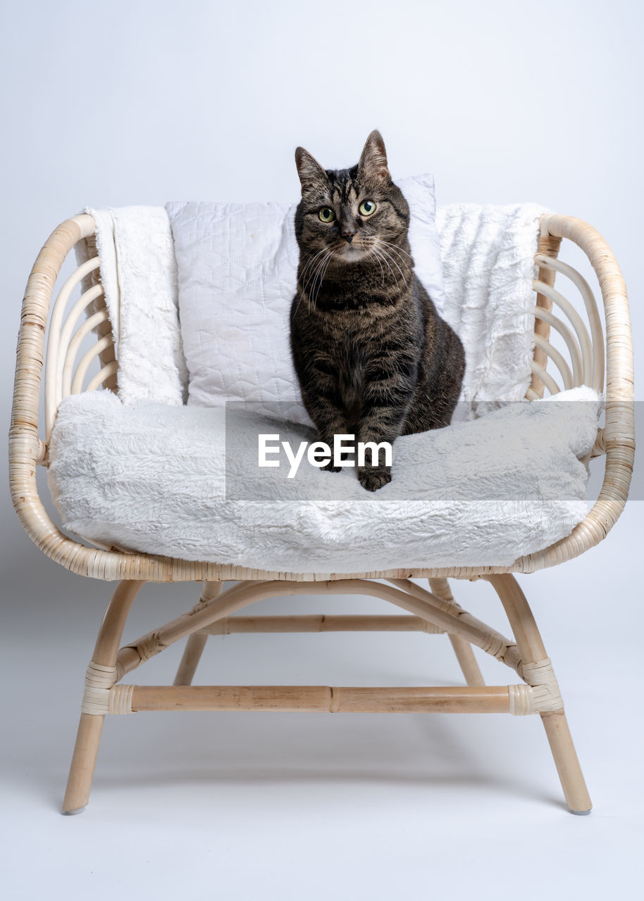 PORTRAIT OF CAT SITTING ON CHAIR AGAINST GRAY BACKGROUND