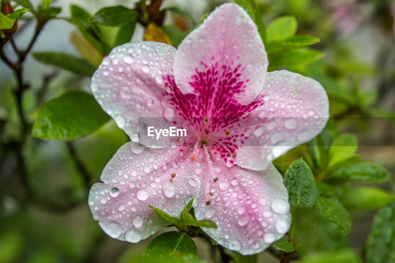 CLOSE-UP OF WATER DROPS ON PINK FLOWER