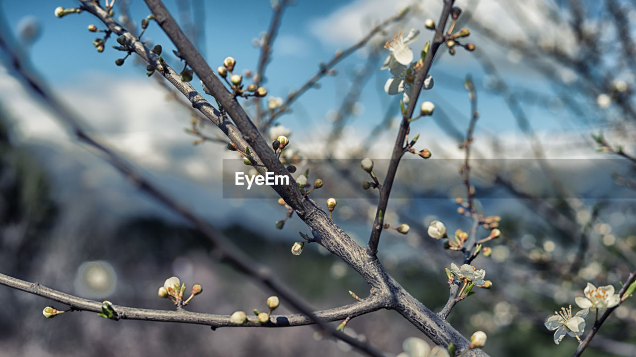 Close-up of plant against blurred background