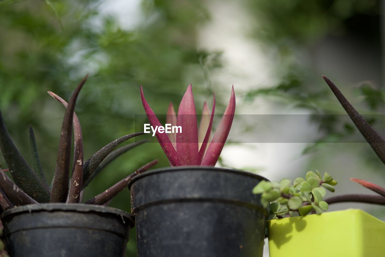 CLOSE-UP OF POTTED PLANT WITH RED LEAVES