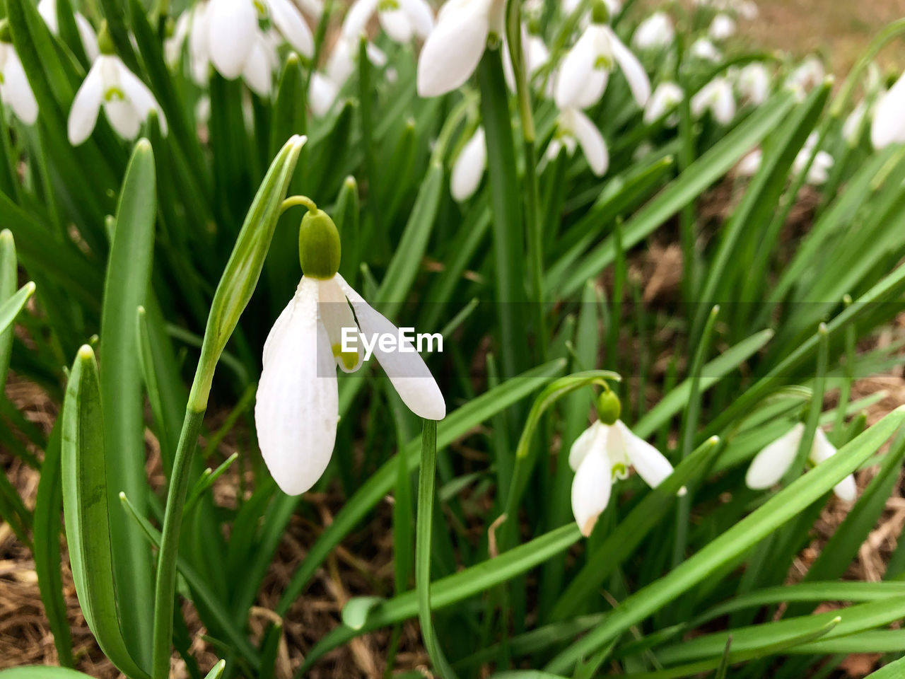 CLOSE-UP OF WHITE FLOWERING PLANT IN FIELD