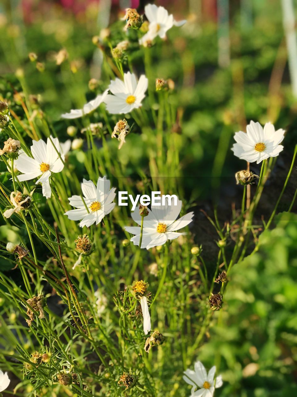 Close-up of flowers blooming outdoors