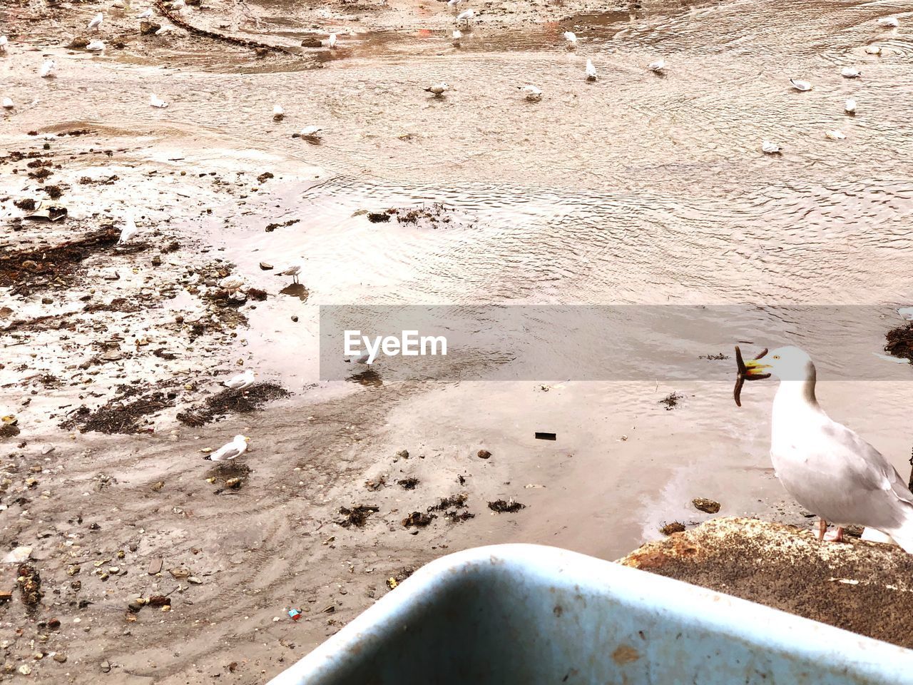 HIGH ANGLE VIEW OF BIRD ON SAND