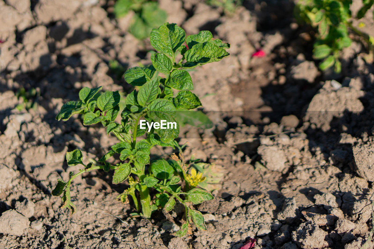 High angle view of plant growing on field