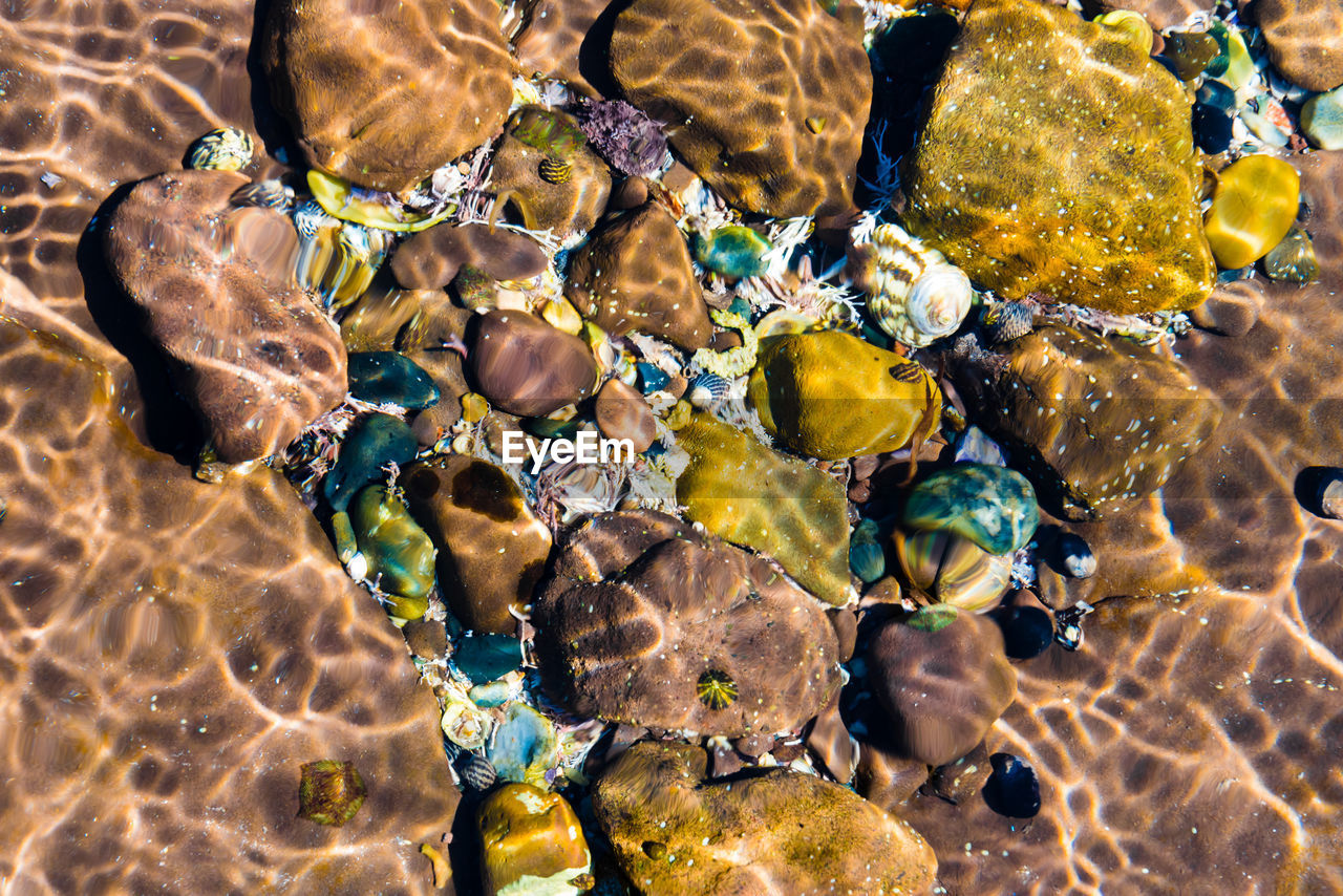 Full frame shot of coral in sea