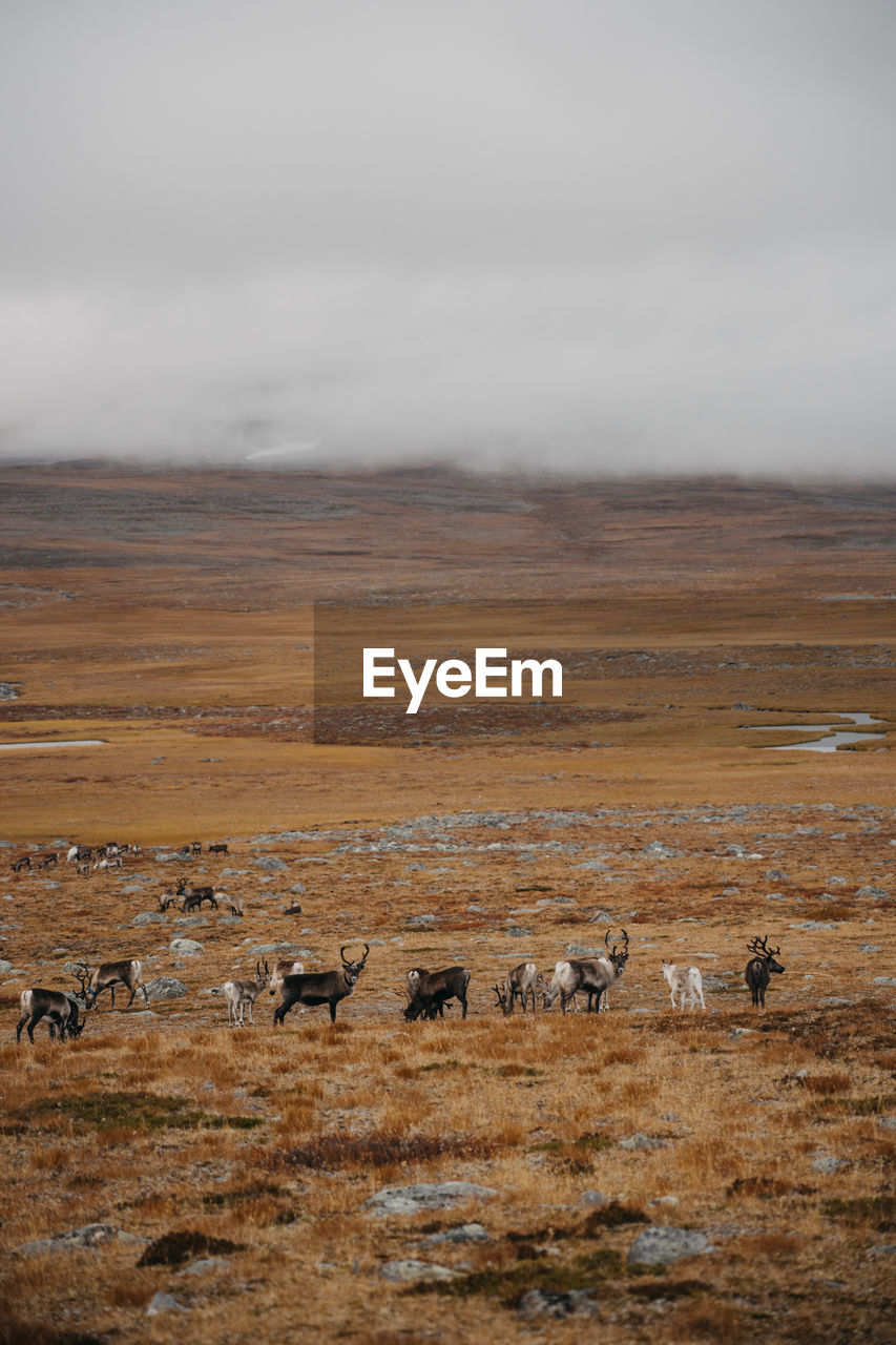 Flock of reindeers on a land