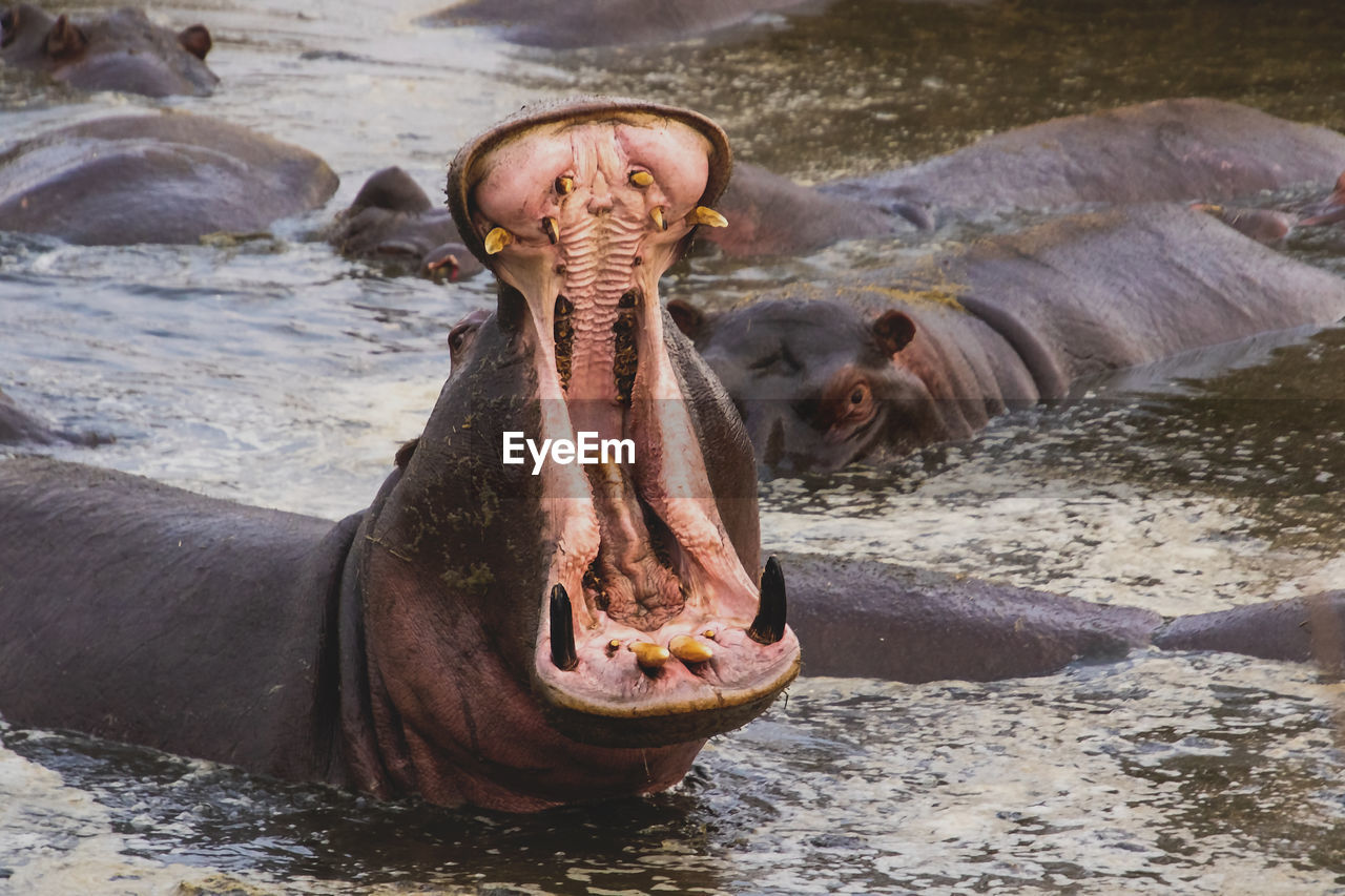 Close-up of a hippopotamus 