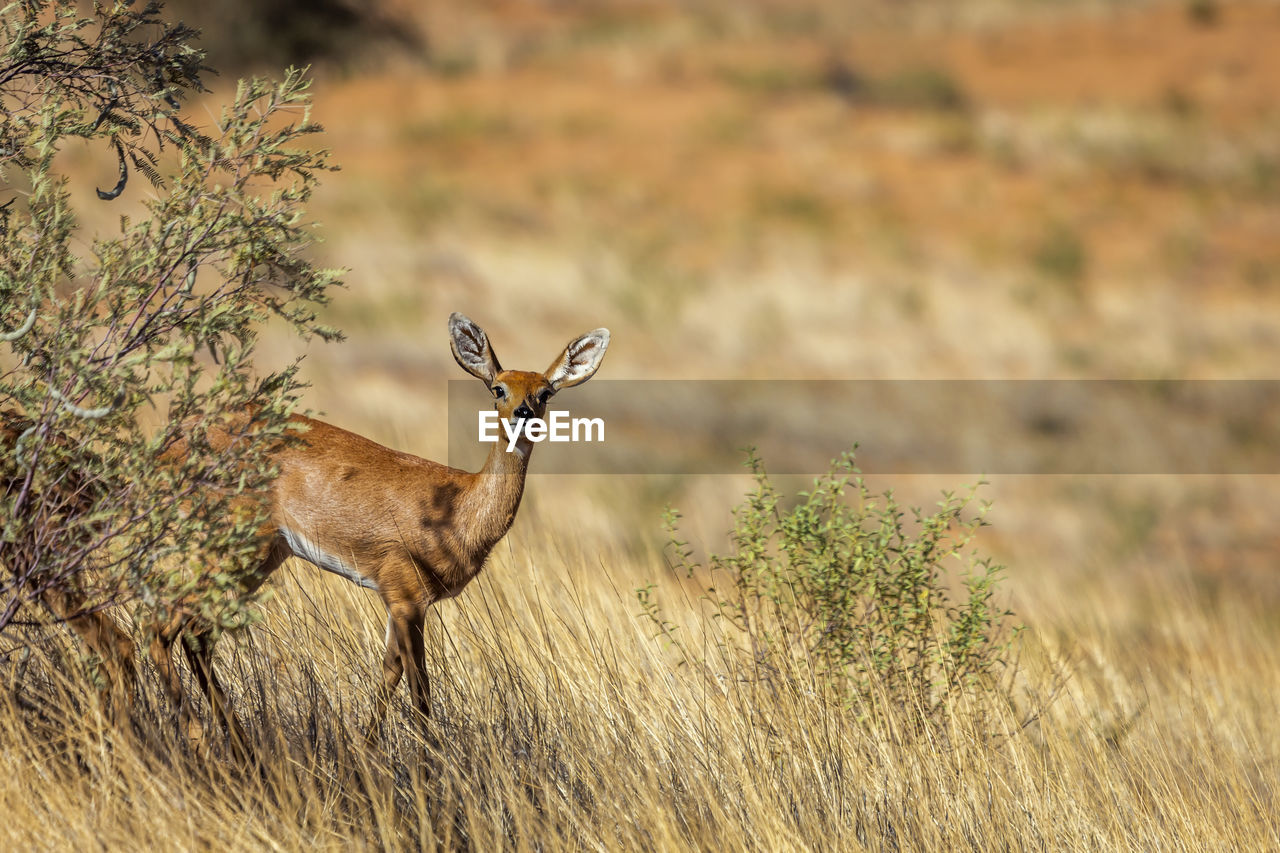 Steenbok female standing under bush shadow in kruger national park, south africa 