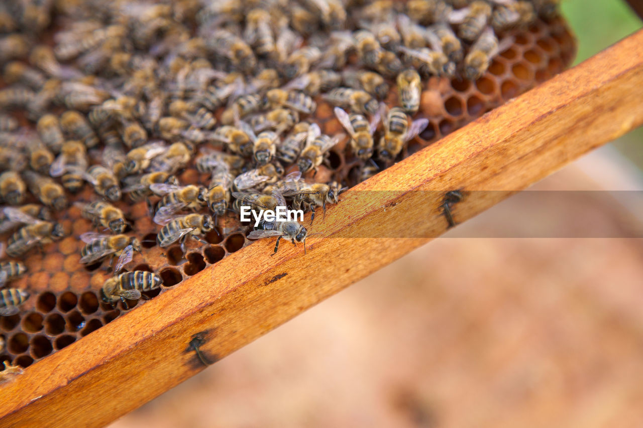 Close-up of bees on honeycomb