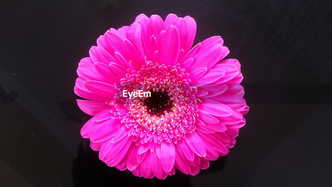 Close-up of pink flower blooming against black background