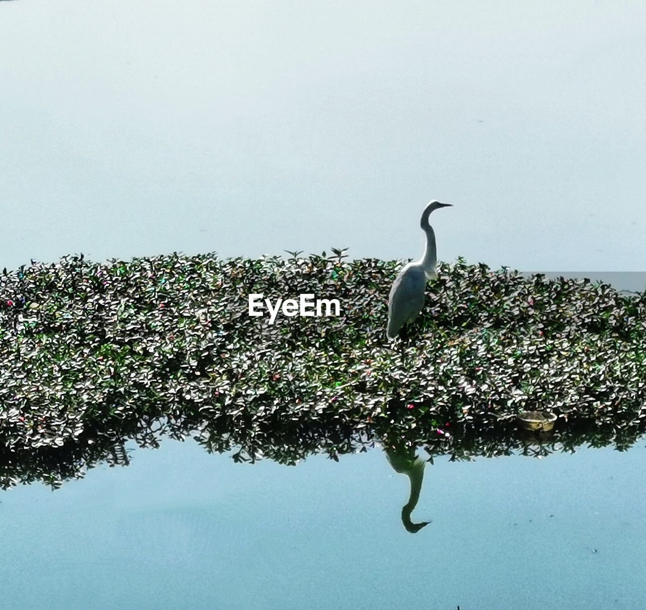 BIRD FLYING OVER LAKE