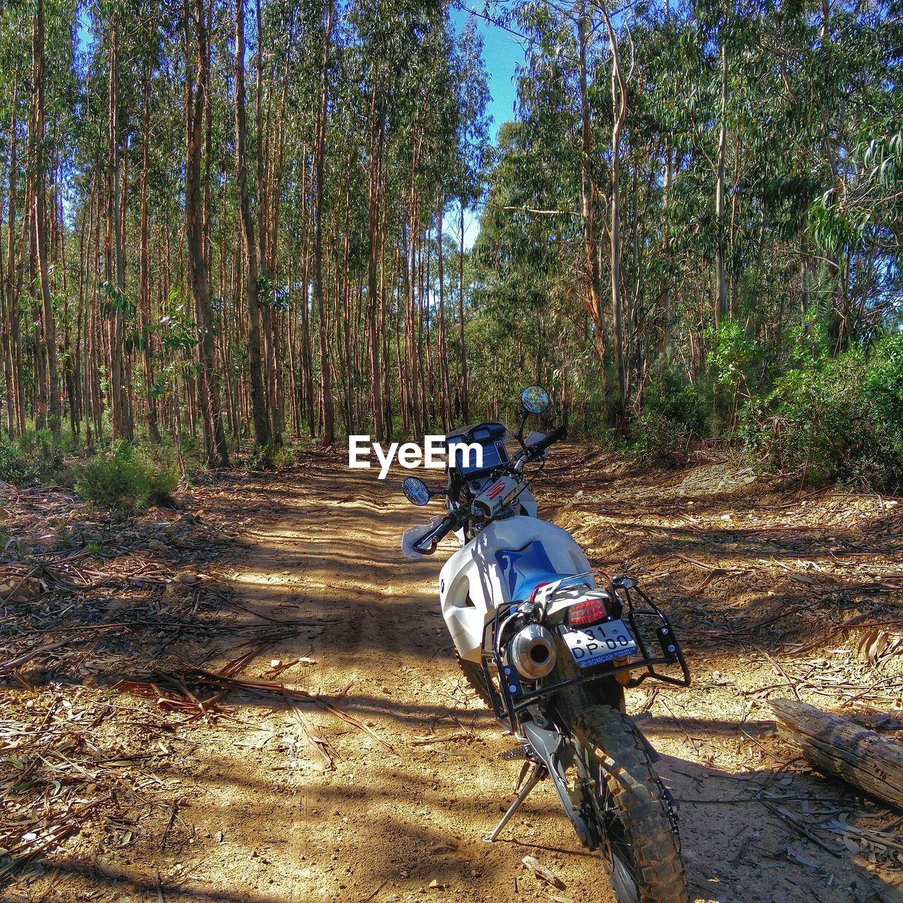 VIEW OF TREES IN THE ROAD