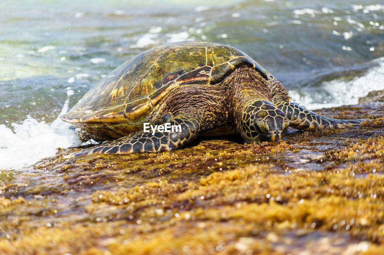 CLOSE-UP OF TURTLE ON BEACH