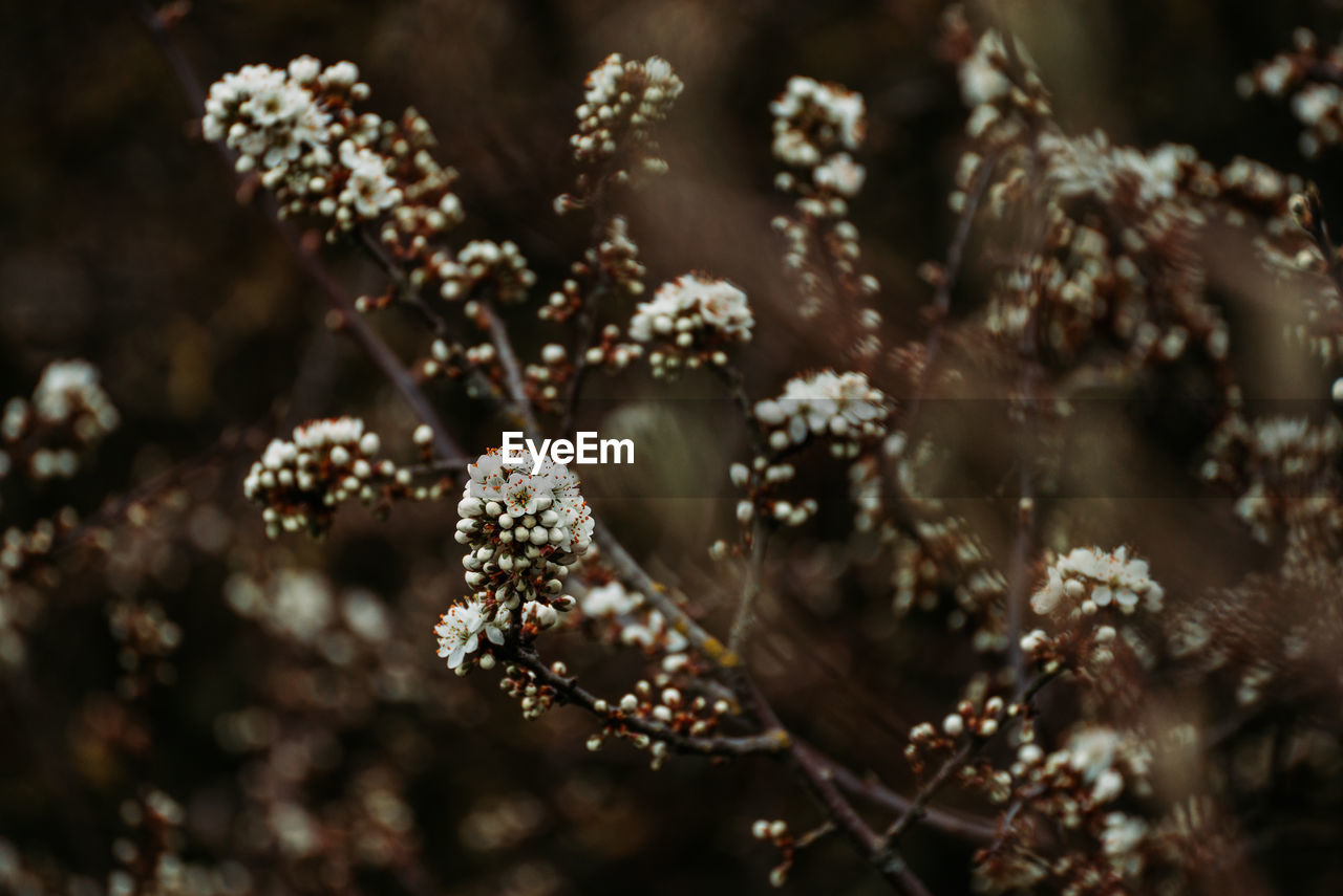 High angle view of flowering plant