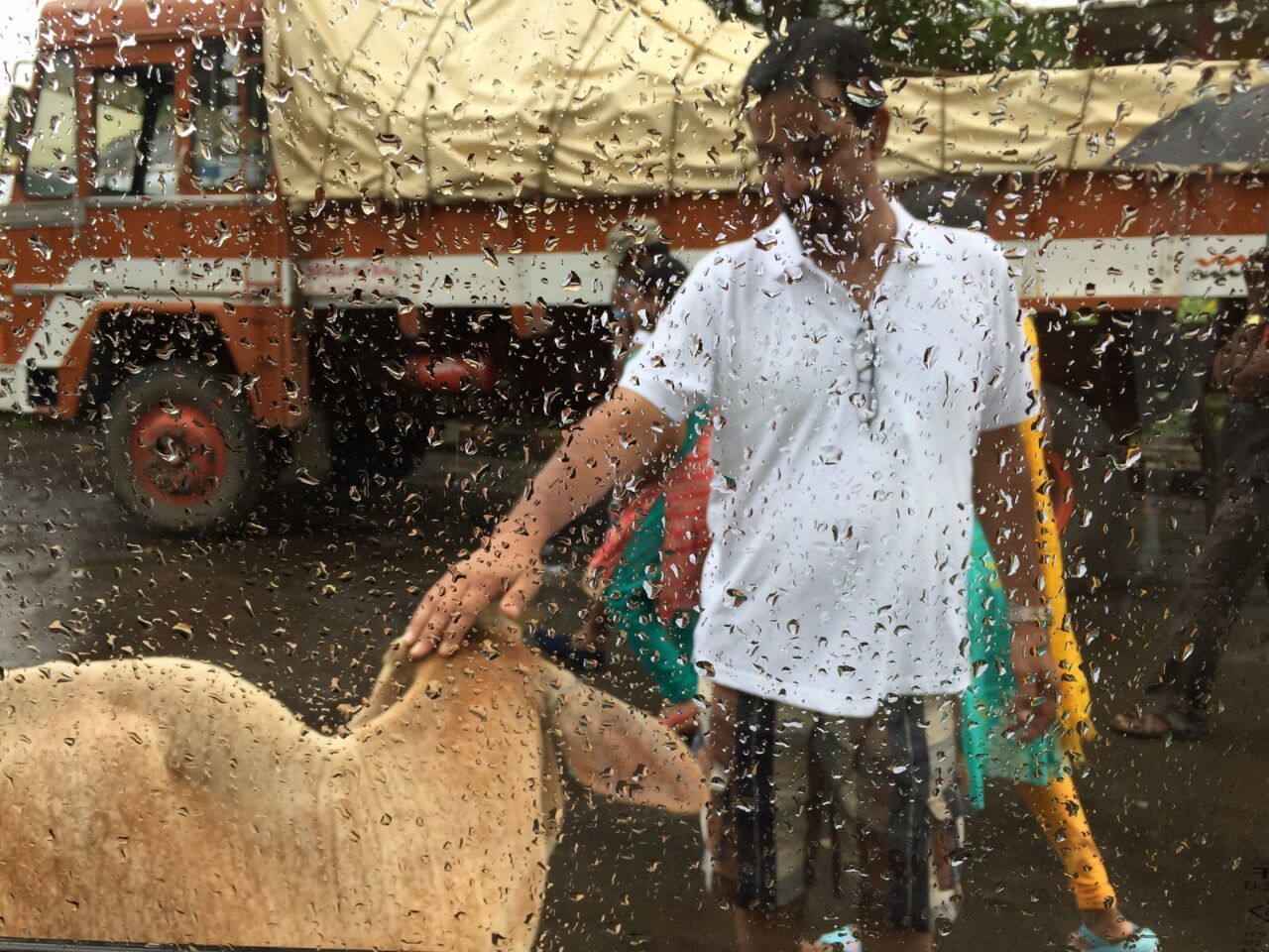 Man touching calf seen through wet glass window during monsoon