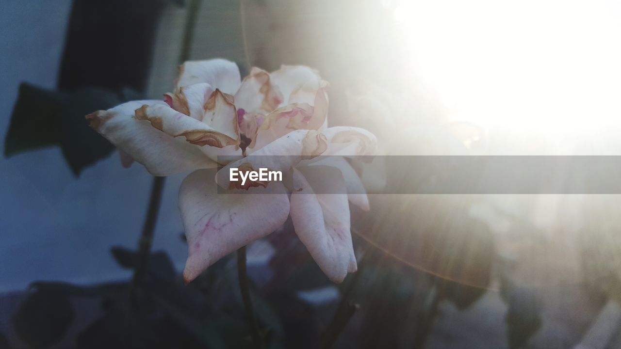 Close-up of flowers blooming outdoors