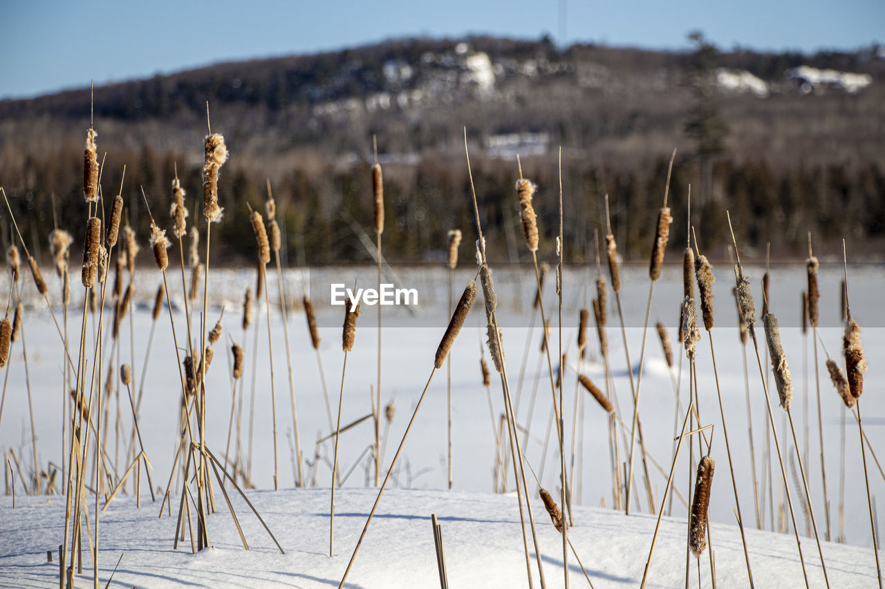 Scenic view of snow on field against sky