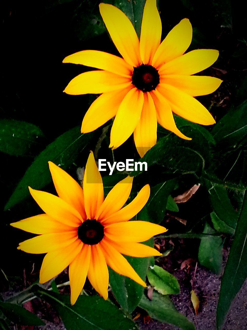 HIGH ANGLE VIEW OF BLACK-EYED YELLOW FLOWER