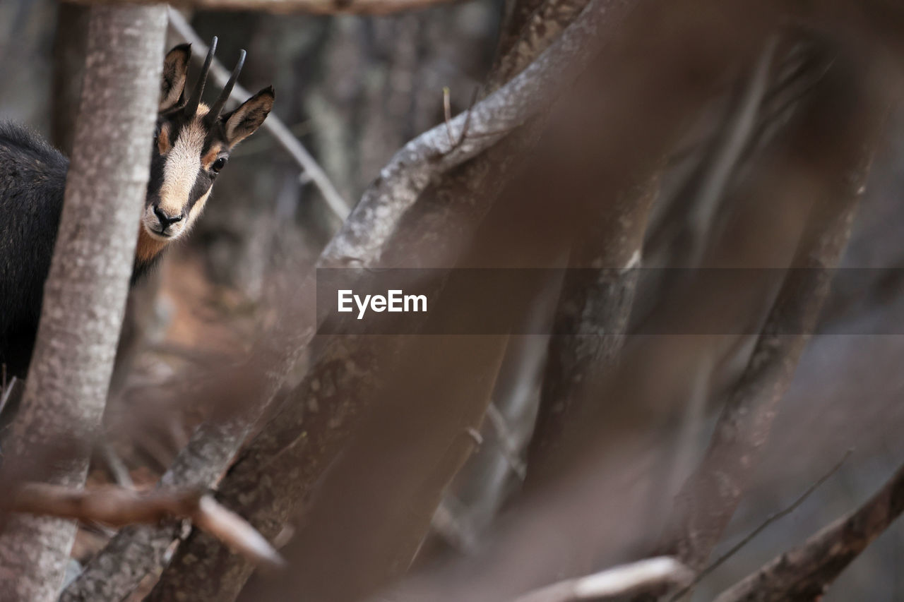 close-up, animal, animal themes, animal wildlife, one animal, wildlife, macro photography, nature, no people, tree, selective focus, branch, mammal, plant, outdoors, day, animal body part, winter