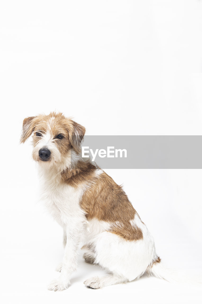 PORTRAIT OF A DOG SITTING ON WHITE BACKGROUND