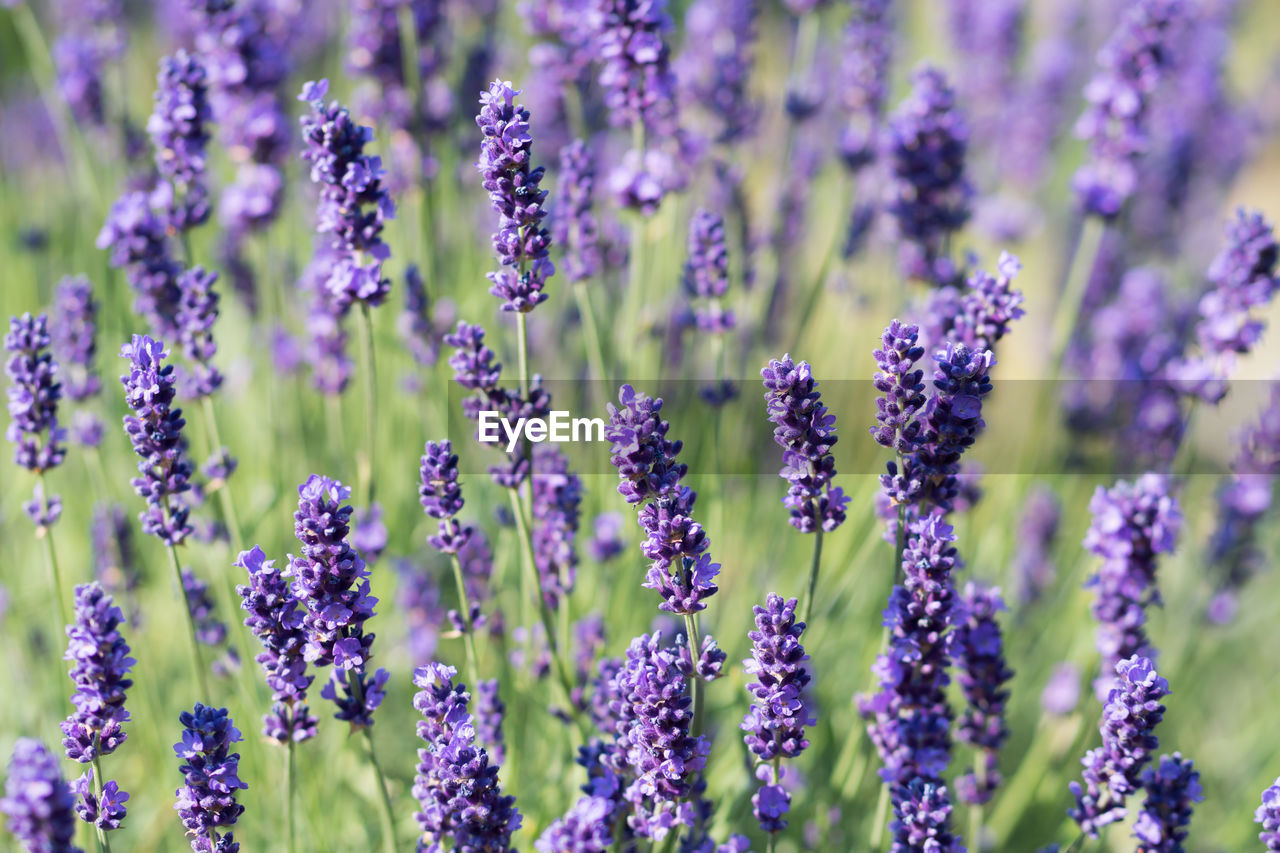 Close-up of lavender flowers blooming on field