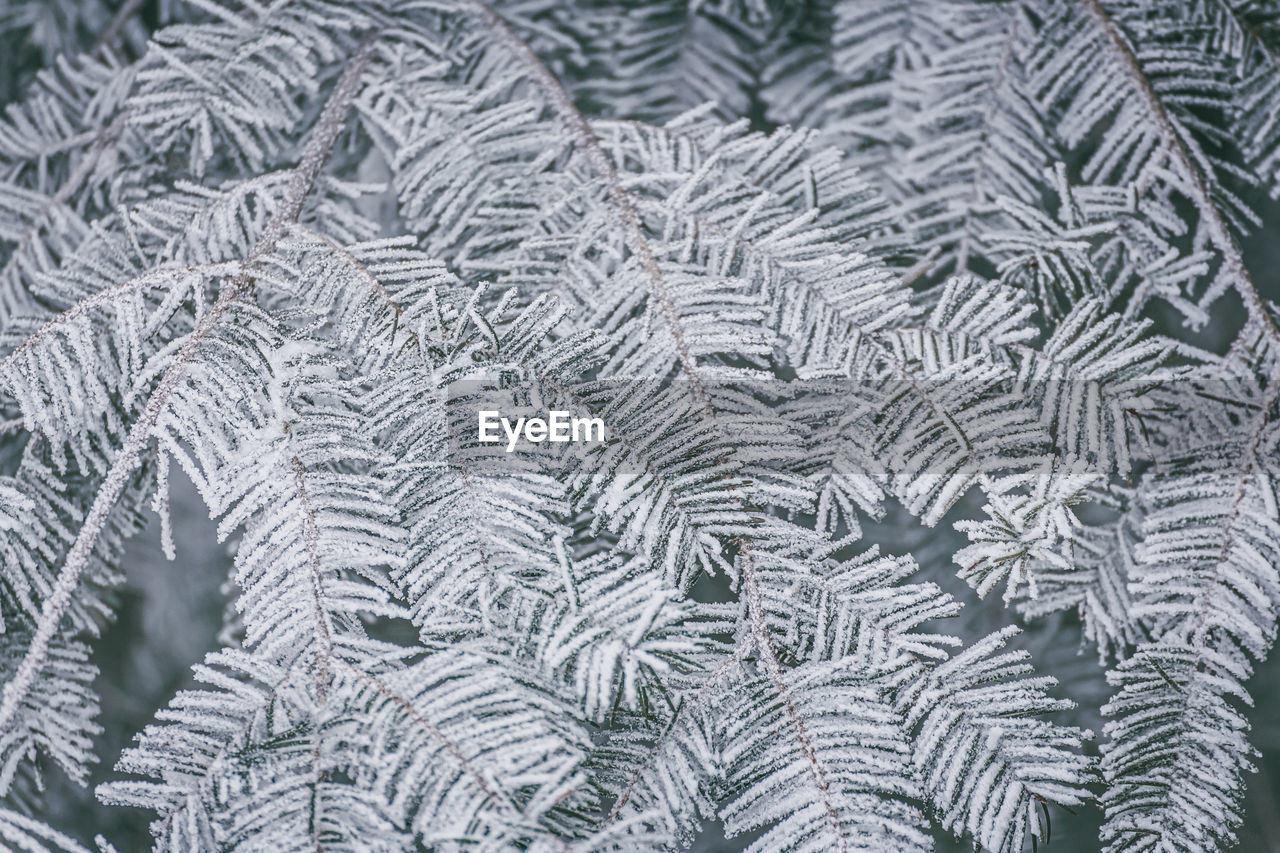 Full frame shot of frozen fir tree