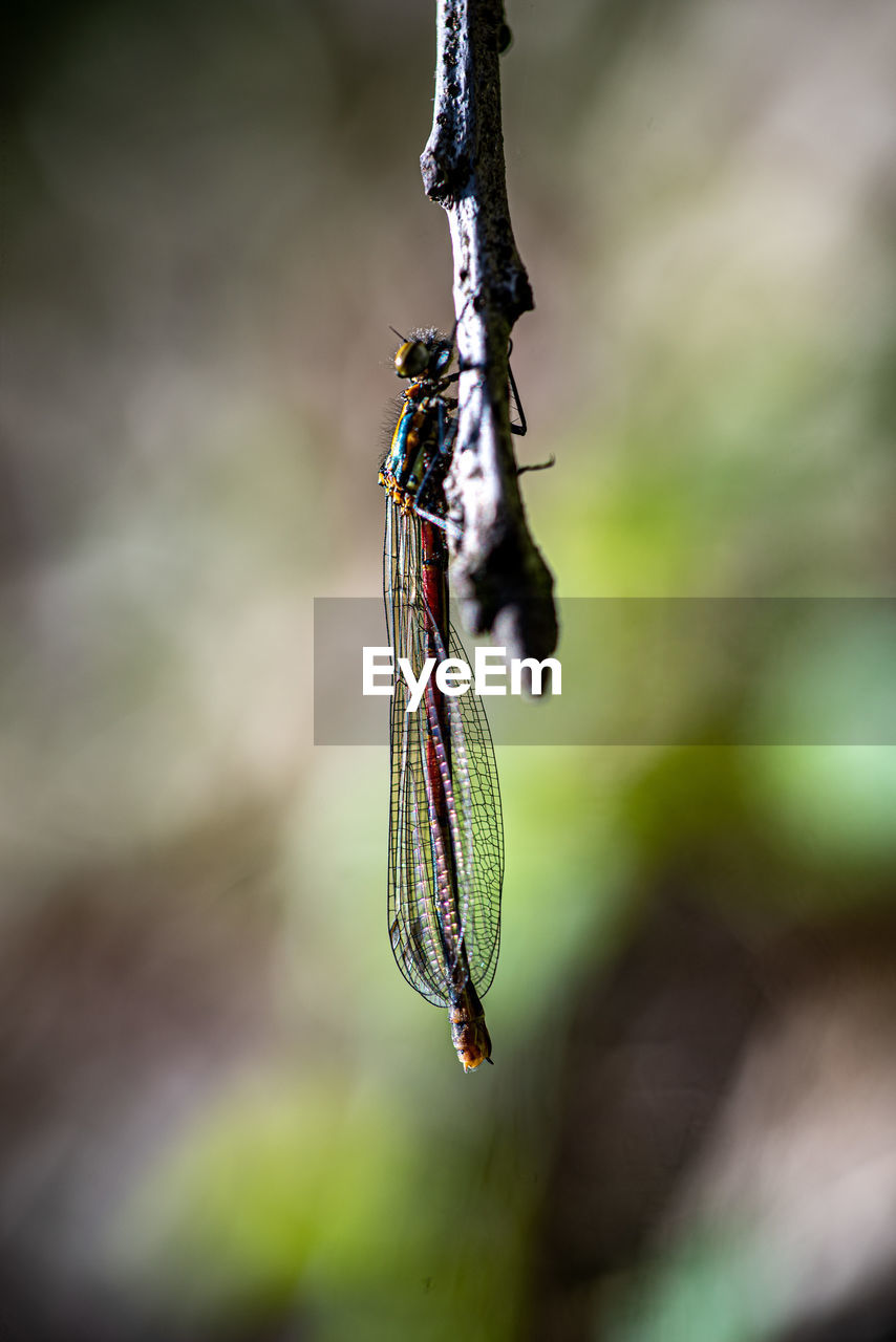 green, macro photography, close-up, animal themes, insect, animal, animal wildlife, nature, one animal, focus on foreground, wildlife, leaf, animal wing, no people, dragonfly, dragonflies and damseflies, day, outdoors, flower, beauty in nature, selective focus, hanging, plant stem, plant, branch, animal body part, tree